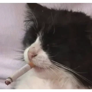 🐈‍⬛