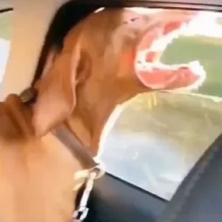 🐕