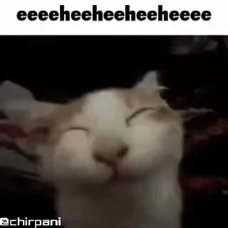 😸