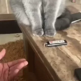 🐈