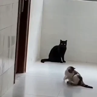 🐈