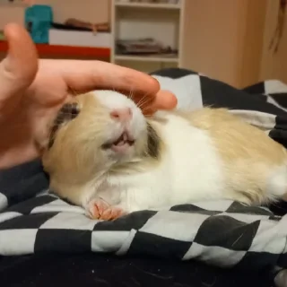 🐹