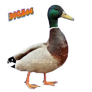 🦆