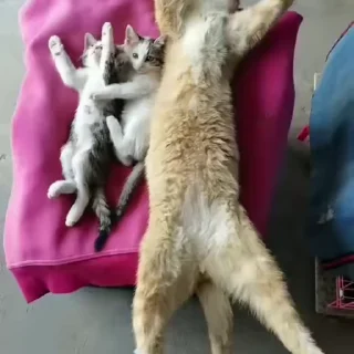 😴