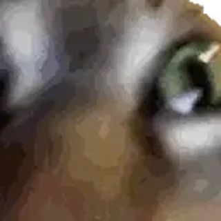 🙀