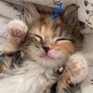 💤