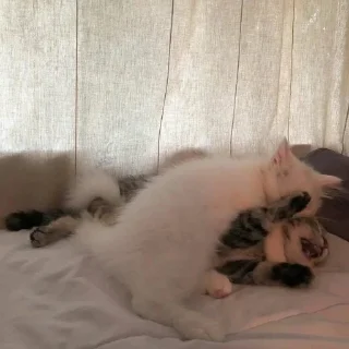🐈