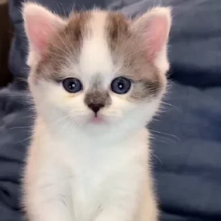 🥺