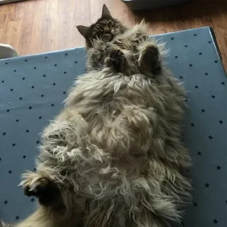 🐱