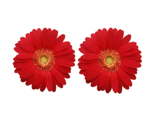 🌺