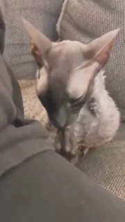 🤩