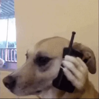 🐕