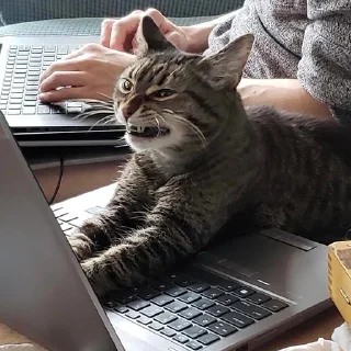🐈