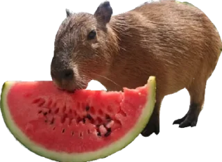 🍉