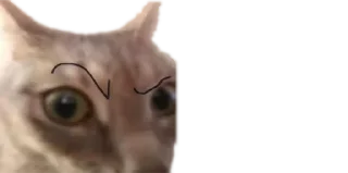 🐈