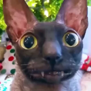 😻