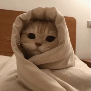 😼
