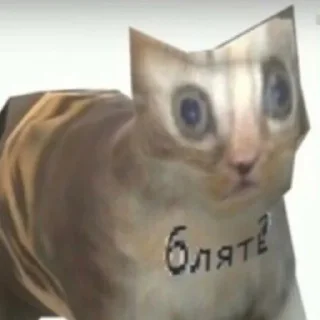 😼