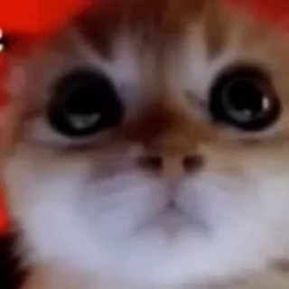 😡