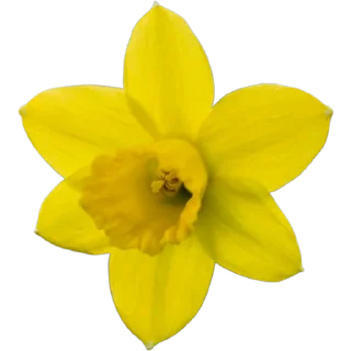 🌼