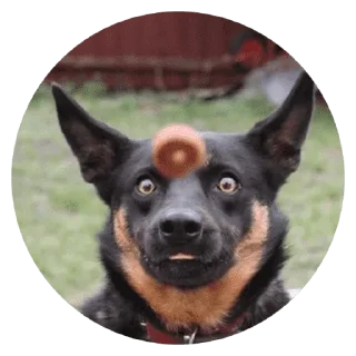 🐶