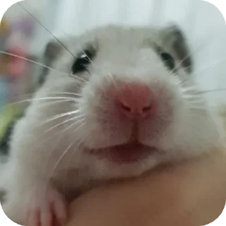 🤲