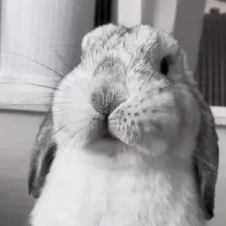 🐇