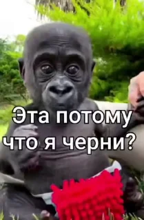 🙉