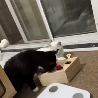 🐈