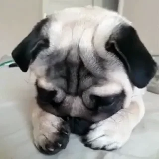 🐶