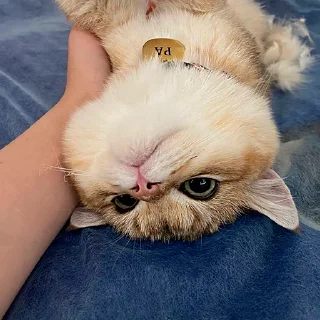 🤩