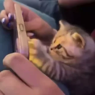 🌟