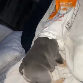 🐶