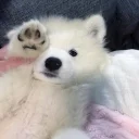 🐶