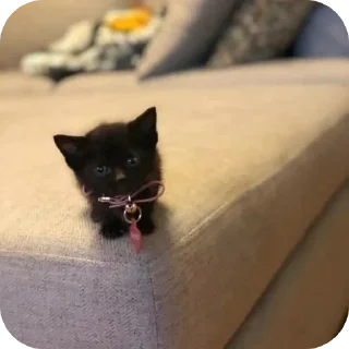 🐱
