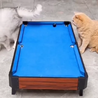🐈