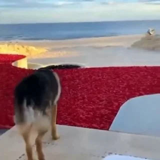 🐶
