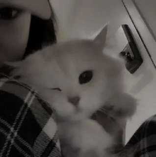 🎀