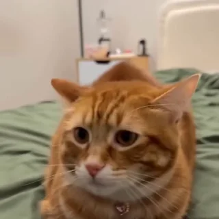 🥺