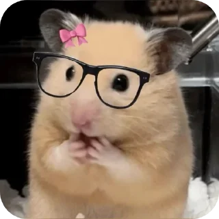 👓