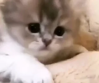😺