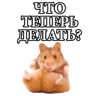 🐹