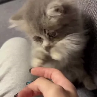 🐱