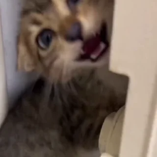 🤩