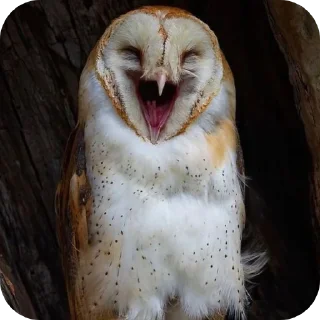🦉