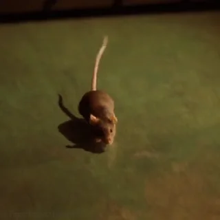 🐀
