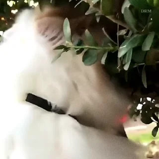 🐾