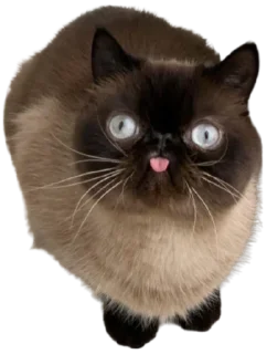 😝