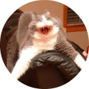 🐱
