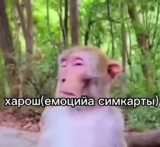 🌟